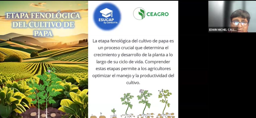 ETAPA FENOLÓGICA DEL CULTIVO DE PAPA